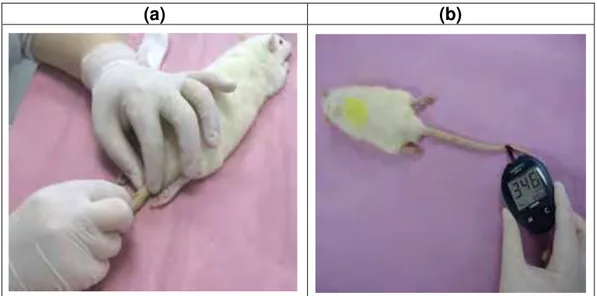 Figura 4 - Monitoramento da glicemia do animal. (a) Punção da veia caudal; (b)  Mensuração da glicemia