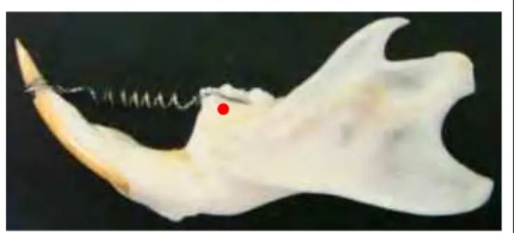 Figura 6 - Mandíbula de rato com aparelho ortodôntico adaptado indicando a região  vestibular do primeiro molar inferior, onde foi aplicado a radiação laser AsGaAl.
