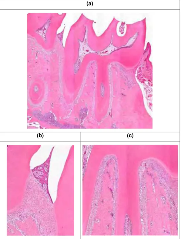 Figura 9 – Laser. 7 dias. (a) Fotomicrografia panorâmica da região do 1º molar inferior  direito; (b) Região interdental entre os 1º e 2º molares inferiores direito; (c) Região de  furca do 1º molar inferior direito