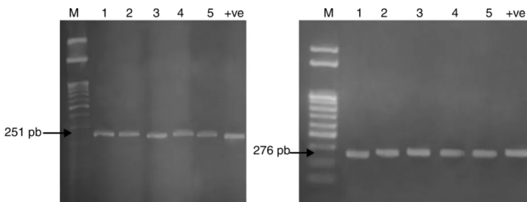 Fig. 1 – QRDR amplification of gyrA (251 bp) and parC (276 bp) from DNA of five Salmonella isolates.