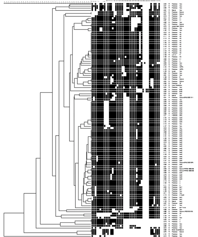 Fig. 1 – Dendogram of Brazilian M. tuberculosis strains. Spoligotypes results from 115 representative strains generated by Bionumerics software (Applied Maths) using the unweighted pair group method of averages (UPGMA).
