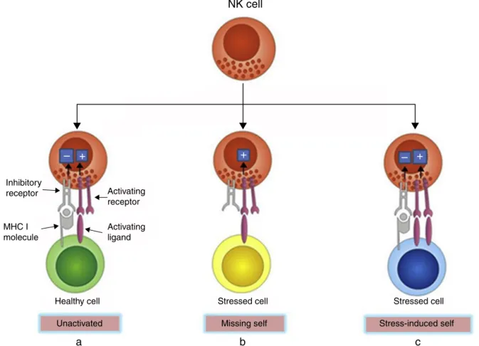 Fig. 1 – Recognition of healthy and stressed cells by NK cells. (a) MHC I molecules are expressed by most normal cells, which transmit inhibitory signals