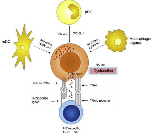 Fig. 3 – mDCs, pDCs and macrophages contribute to NK cell dysfunction through altered cytokine secretion and signaling receptor expression