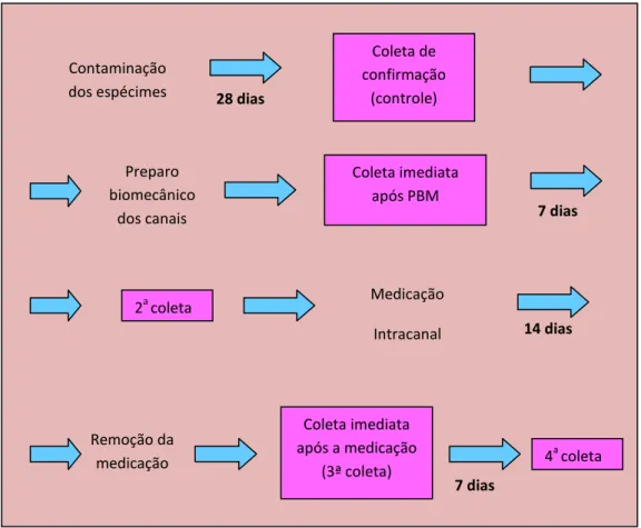 Figura  6  -  ilustra  a  seqüência  de  contaminação,  tratamento  e  coletas  realizadas  dos  grupos 1, 2, 3 e 4