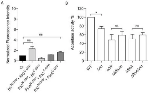 Figure 6: Analysis of interaction between the iron-storage proteins, Bfr and FtnA, and  667 