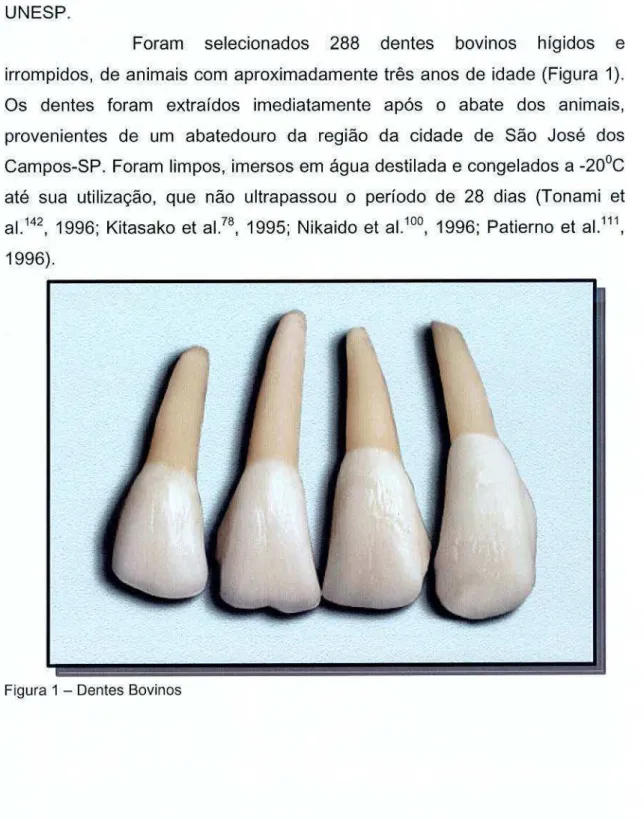 Figura 1 - Dentes Bovinos 