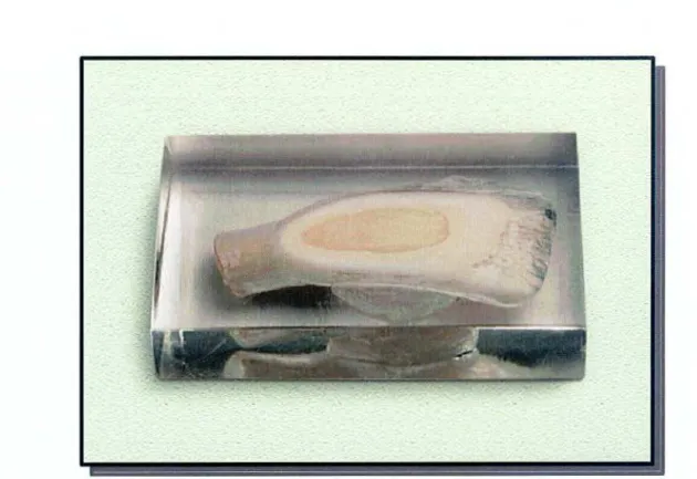 Figura  11  - Bloco de acrílico com inclusão de dente 