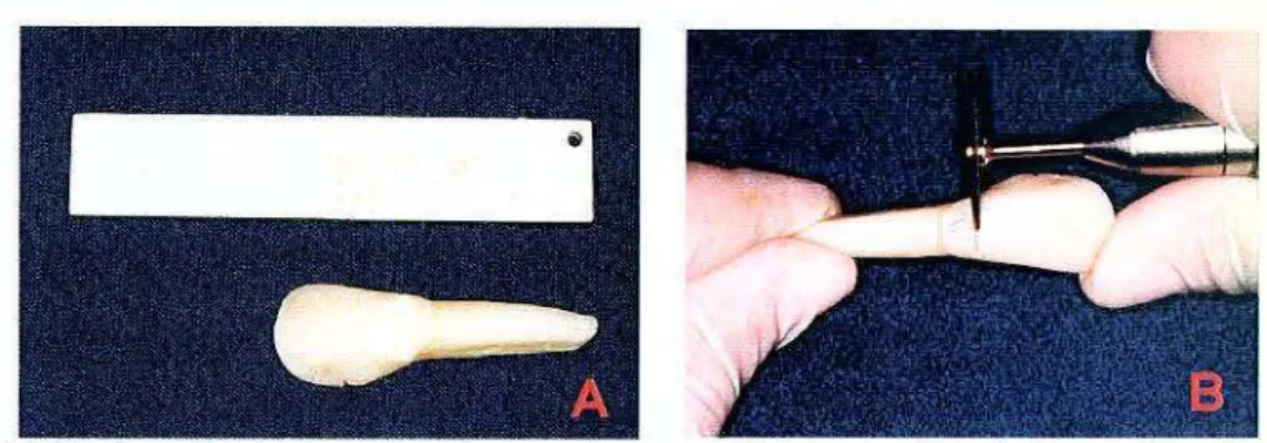 FIGURA  1  - Padronização  dos  especrmes:  A)  marcação  do  tamanho  dos  espécimes em  30mm; B)  secção da coroa