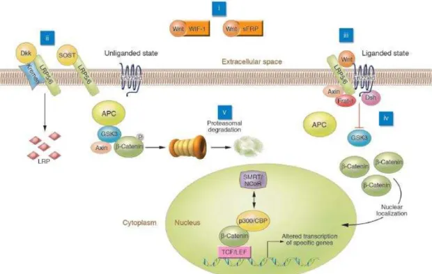 Figura  1:  Representação  esquemática  da  via  canónica  Wnt  e  seus  inibidores.  A  ligação  da  proteína  Wnt  ao  receptor  Frizzled  e  ao  co-receptor  LRP5/6  vai  inibir  a  actividade  da  GSK3,  impedindo  a  degradação  das  β-cateninas