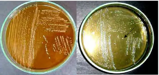 Figura 7. Atividade de HSB produzida pelo Enterococcus faecium CRL 183 frente ao TDCA, onde A indica a placa controle e B a placa suplementada com TDCA .