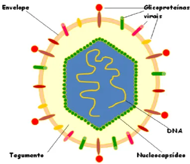 Figura 1 – Representação esquemática do citomegalovírus humano. 