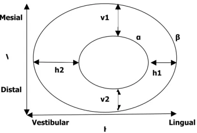 FIGURA 15 – Representação esquemática do canal radicular pré ( α) e pós- pós-instrumentado ( β)