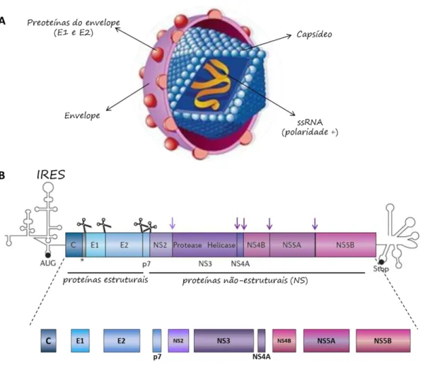 Figura  1:  A)  Representação  esquemática  da  morfologia  da  partícula  viral  demonstrando  as  proteínas do core arranjadas em unidades repetitivas formando um capsídeo icosaédrico, bem  como as proteínas E1 e E2 associadas ao envelope viral (constitu