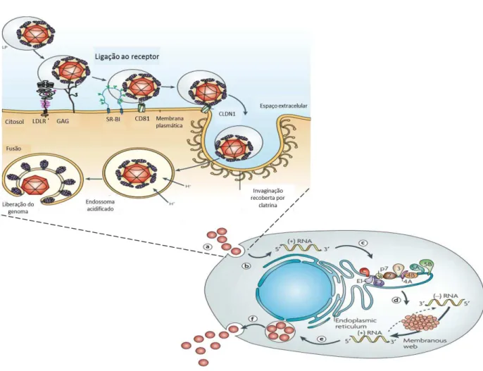 Figura  3:  Ciclo  Replicativo  do  HCV.  (a)  Internalização  do  vírus  na  célula.  (b)  Liberação  citoplasmática
