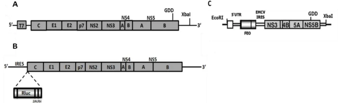 Figura 4: Representação esquemática dos sistemas de replicação utilizados como modelos de  estudo in vitro do HCV