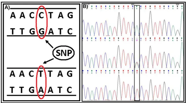 Figura 7 – Single nucleotide polymorphisms (SNPs). (A) Exemplo de um SNP, em que há uma troca  do  par  CG  pelo  par  TA