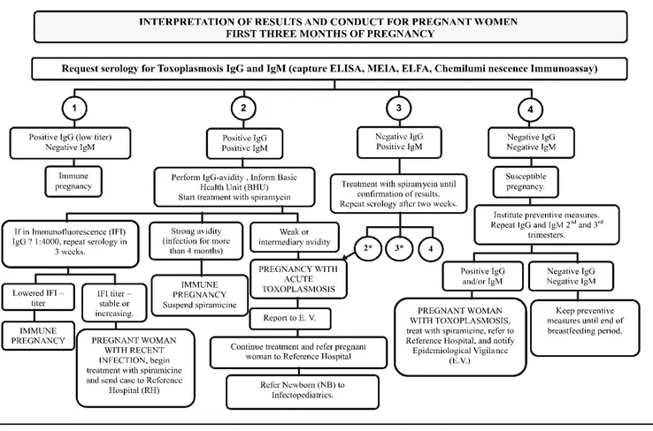 Figure 1. Interpretation of results and conduct for pregnant women in the first three months of pregnancy [61].