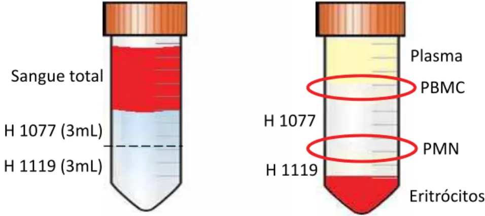 Figura 10. Demonstração ilustrativa da separação celular por Histopaque 1077  e 1119.  