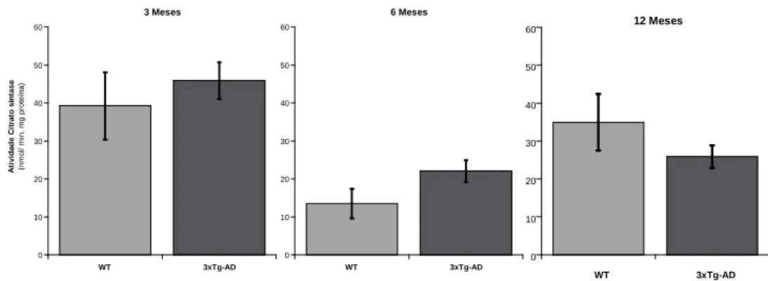 Figura 4 – Atividade da Citrato sintase nas mitocôndrias isoladas de murganhos WT e 3xTg-AD com  idades de 3, 6 e 12 meses
