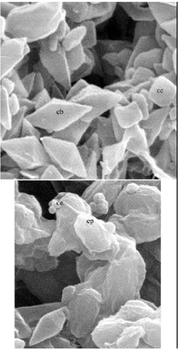 Figura 1. Micrografia eletrônica de varredura da mistura esporos-cristais da estirpe de Bacillus thuringiensis S997.
