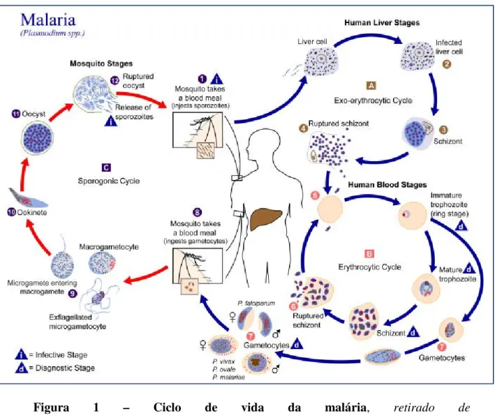 Figura  1  –  Ciclo  de  vida  da  malária,  retirado  de  http://upload.wikimedia.org/wikipedia/commons/0/0b/Plasmodium_lifecycle_PHIL_3405_lor es.jpg 
