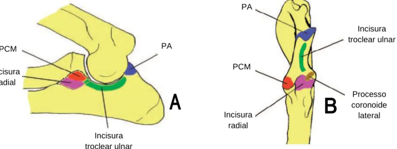 Figura  1  -  Anatomia  da  articulação  do  cotovovelo  numa  vista  mediolateral  em  flexão  (A)  e  craniocaudal  (B)  da  ulna