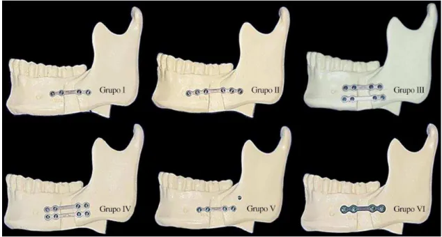 Figura 9 – Hemimandíbulas já fixadas de acordo com o grupo 