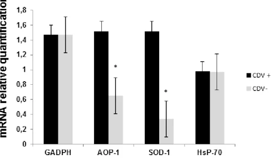 FIGURE 3 - Expression of GADPH, AOP-1, SOD-1, and HsP-70 mRNA in infected  (CDV +) and uninfected (CDV-) PBMC groups