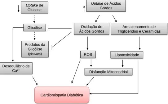 Figura 1 – Alteração do metabolismo das células do músculo cardíaco na diabetes  mellitus tipo 1  (setas a tracejado indicam as vias metabólicas comprometidas)