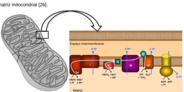 Figura  2  -  Ilustração  esquemática  da  mitocôndria,  dando  enfâse  à  presença  da  membrana  mitocondrial  interna,  à  membrana  mitocondrial  externa  e  aos  complexos  proteicos  da  cadeia  respiratória mitocondrial
