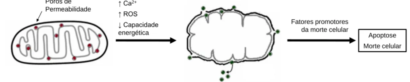 Figura 6 – Representação dos possíveis fatores indutores da apoptose. Adaptado de [40].
