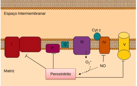 Figura  7  –  Possíveis  reações  do  NO  na  membrana  mitocondrial  interna  (I:  complexo  I,  II: 