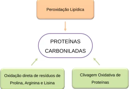 Figura  8  –  Possíveis  origens  dos  derivados  carbonilados  de  proteínas.  Nas  caixas  verdes  encontram-se  descritos  os  processos  das  reações  “primárias  de  carbonilação  de  proteínas” 