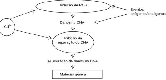 Figura 1.2 – Mecanismos propostos para a indução de mutagénese pelo cádmio. A acção do  cádmio pode verificar-se quer através da indução da formação intracelular de ROS, que leva a 