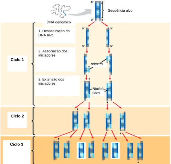 Figura 1.3 - Amplificação do DNA através da reacção em cadeia da polimerase (PCR) (adaptado  de: fig.cox.miami.edu/~cmallery/150/gene/mol_gen.htm).DNA genómico  Sequência alvo primers Nucleó- tidos Ciclo 1 Ciclo 2 Ciclo 3 1