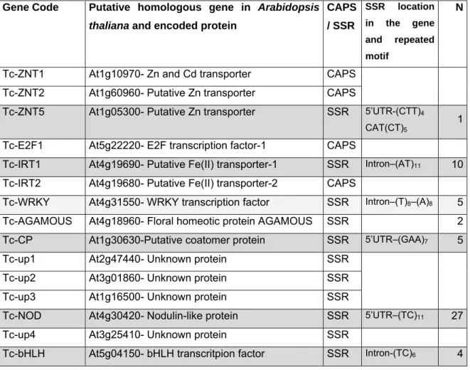 Table 2.1- General features of the  15 genomic DNA regions characterised for sequence  polymorphism by Basic and Besnard (2006) and its identification as CAPS or SSR