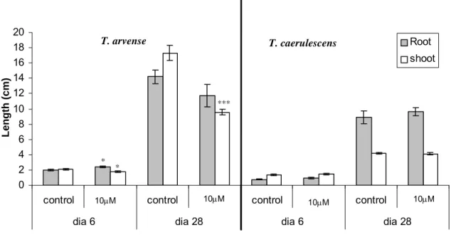 Figure 2.3 - Assessment of T. arvense and T. caerulescens root and shoot lenght (mean + SE)  after 6 and 28 days of hydroponic culture in the presence and absence of cadmium