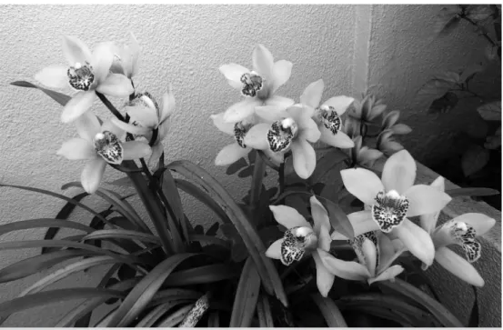 Figure 1  –  Orchid in bloom.  Source: Photo by Amélia Frazão-Moreira.