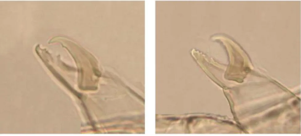 Figura 5. Quelíceras de fêmeas de fitoseídeos. À esquerda: Typhlodromus phialatus. À direita: Typhlodromus pyri (Scheuten)  (Fonte: Rodrigues, 2005) 