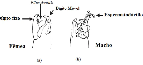 Figura 6. Morfologia e dentição das quelíceras do adulto fêmea e macho dos fitoseídeos