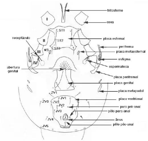 Figura 8. Representação esquemática da região ventral do corpo de uma fêmea adulta de fitoseídeo (Rodrigues,  2005b).