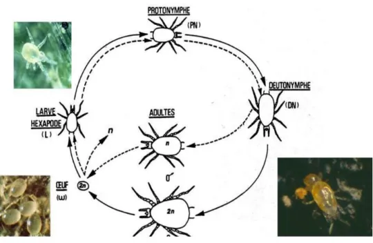 Figura 9. Ciclo biológico da família Phytoseiidae (Tixier et al., 2012)