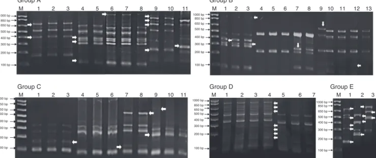 Fig. 1 – Bacterial representative ERIC-PCR fingerprints of isolated strains from Umbilical Cord Blood Units (UCBU)