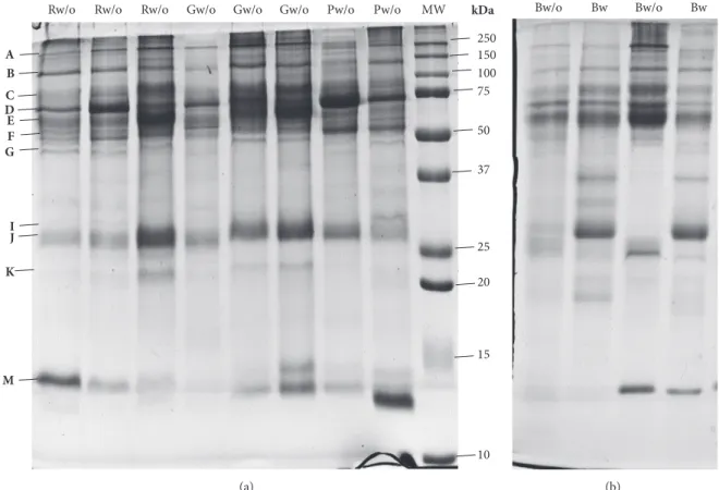 Figure 1: Representative SDS-PAGE profile of dog saliva: (a) from different breeds without stimulation (R: Rafeiro; G: Greyhound; P: