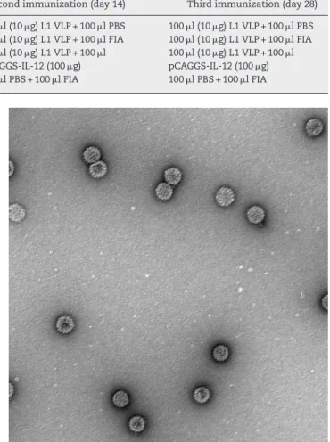 Table 1 – The immunization protocols.