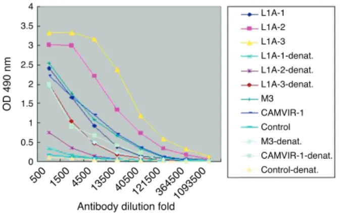 Fig. 2 – Titers of serum IgG antibodies from vaccinated mice. L1N, L1A, L1P, control indicated sera from the corresponding group of mice