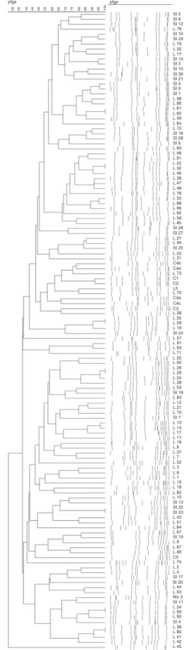 Fig. 3 – Dendrogram illustrating the PFGE patterns of 124 strains and controls. Twenty-six clones were observed.