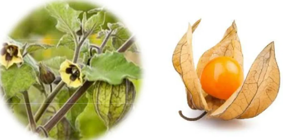 Figure 1 – Physalis peruviana bush and fruit.  