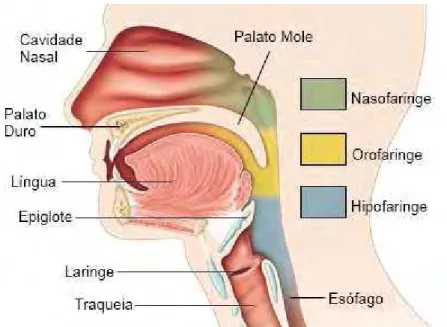 Figura  2-  Ilustração  da  Anatomia  da  faringe  em  suas  divisões  nasal,  oral  e  laríngea