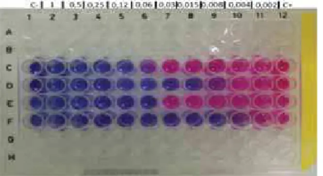 Figura 6: Teste de sensibilidade em microdiluição empregando Alamar blue e P.brasiliensis e P
